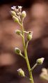 Hügel-Vergißmeinnicht - Myosotis ramosissima Rochel