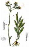 Natterkopf-Habichtskraut - Pilosella echioides (Lumn.) F. W. Schultz & Sch. Bip. 