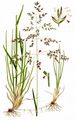 Smooth Meadow-Grass - Poa pratensis L.