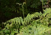 Bracken - Pteridium aquilinum (L.) Kuhn