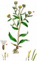 Small Fleabane - Pulicaria vulgaris Gaertn.