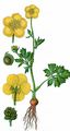 Knolliger Hahnenfuß - Ranunculus bulbosus L.