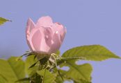 Griffel-Rose - Rosa stylosa Desv.