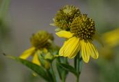 Schlitzblättriger Sonnenhut - Rudbeckia laciniata L.