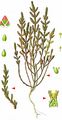 Common Glasswort - Salicornia europaea L.