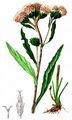 Gewöhnliche Alpenscharte - Saussurea alpina (L.) DC.
