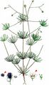 Corn Spurrey - Spergula arvensis L.