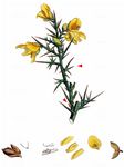Europäischer Stechginster - Ulex europaeus L. 