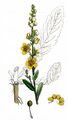 Schaben-Königskerze - Verbascum blattaria L.