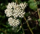 Edle Schafgarbe - Achillea nobilis L.