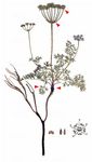 Alpen-Augenwurz - Athamanta cretensis L. 