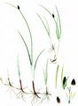 Saltmarsh Flat-Sedge - Blysmopsis rufa (Huds.) Oteng-Yeb.