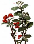 Filzige Zwergmispel - Cotoneaster tomentosus (Aiton) Lindl. 