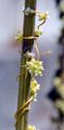 Greater Dodder - Cuscuta europaea L.
