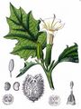 Blauer Stechapfel - Datura stramonium L.