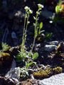 Berner Hungerblümchen - Draba incana L.