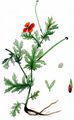Red Horned-Poppy - Glaucium corniculatum (L.) Rudolph