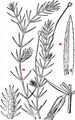 Esthwaite Waterweed - Hydrilla verticillata (L. f.) Royle