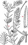 Quirlblättrige Grundnessel - Hydrilla verticillata (L. f.) Royle 