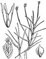 Floating Club-Rush - Isolepis fluitans (L.) R. Br.