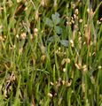Europäischer Strandling - Plantago uniflora L.