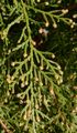Morgenländischer Lebensbaum - Platycladus orientalis (L.) Franco