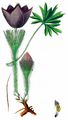 Eastern Pasqueflower - Pulsatilla patens (L.) Mill.