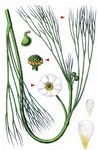 Flutender Wasserhahnenfuß - Ranunculus fluitans Lam. 