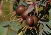 Red-Leaved Rose - Rosa glauca Pourr.
