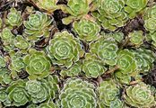 Rispen-Steinbrech - Saxifraga paniculata Mill.