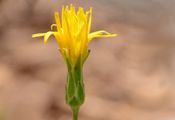 Viper's-Grass - Scorzonera humilis L.