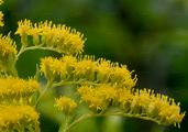 Kanadische Goldrute - Solidago canadensis L.