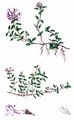 Breckland Thyme - Thymus serpyllum L.