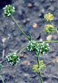 Gewöhnlicher Feldsalat - Valerianella locusta (L.) Laterr.