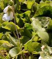 White Violet - Viola alba Besser