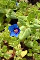 Blue Pimpernel - Anagallis foemina Mill.