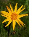 Mountain Arnica - Arnica montana L.