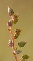 Feld-Beifuß - Artemisia campestris L.