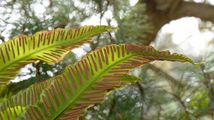 Hart's-Tongue - Asplenium scolopendrium L.