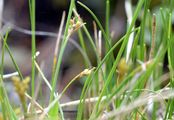 Stachelspitzige Segge - Carex mucronata All.