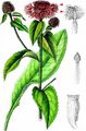 Wig Knapweed - Centaurea phrygia L.