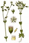 Sizilianisches Hornkraut - Cerastium siculum Guss. 