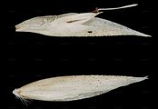 Silbergras - Corynephorus canescens (L.) P. Beauv.