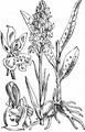 Heath Spotted-Orchid - Dactylorhiza maculata (L.) Soó