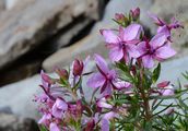 Kies-Weidenröschen - Epilobium fleischeri Hochst.