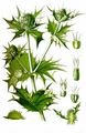 Sea-Holly - Eryngium maritimum L.