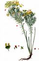 Cypress Spurge - Euphorbia cyparissias L.