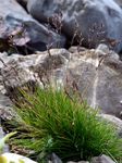 Gämsen-Schwingel - Festuca rupicaprina (Hack.) A. Kern. 