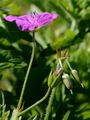 Marsh Cranesbill - Geranium palustre L.