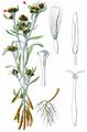 Marsh Cudweed - Gnaphalium uliginosum L.
